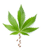 Hemp seeds with cannabis leaves