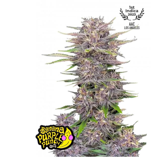 Banana Purple Punch Auto – Fast Buds thc weltrekordhalter